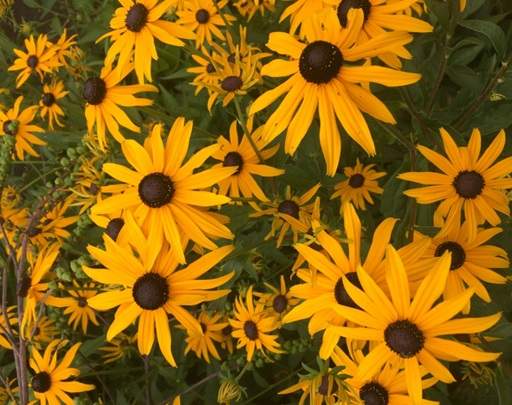 Rudbeckia Goldstrum